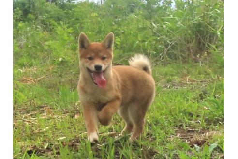 販売中の栃木県の柴犬-396200の4枚目